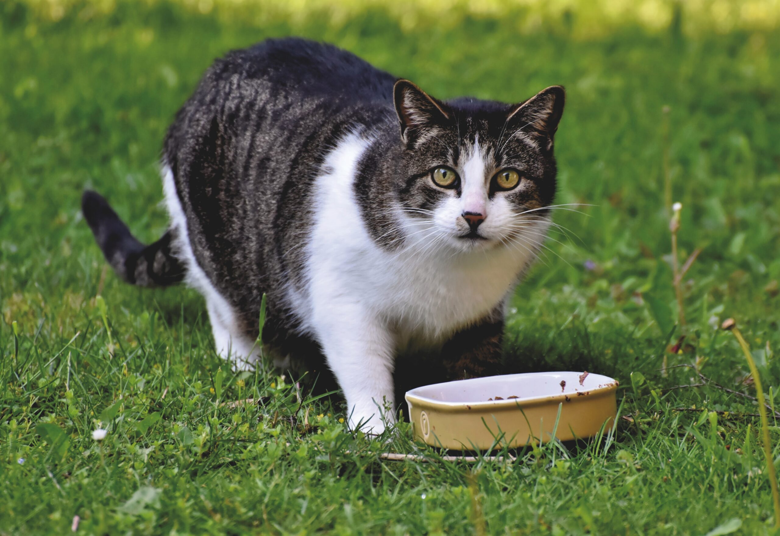 Beneficios de la dieta en gatos