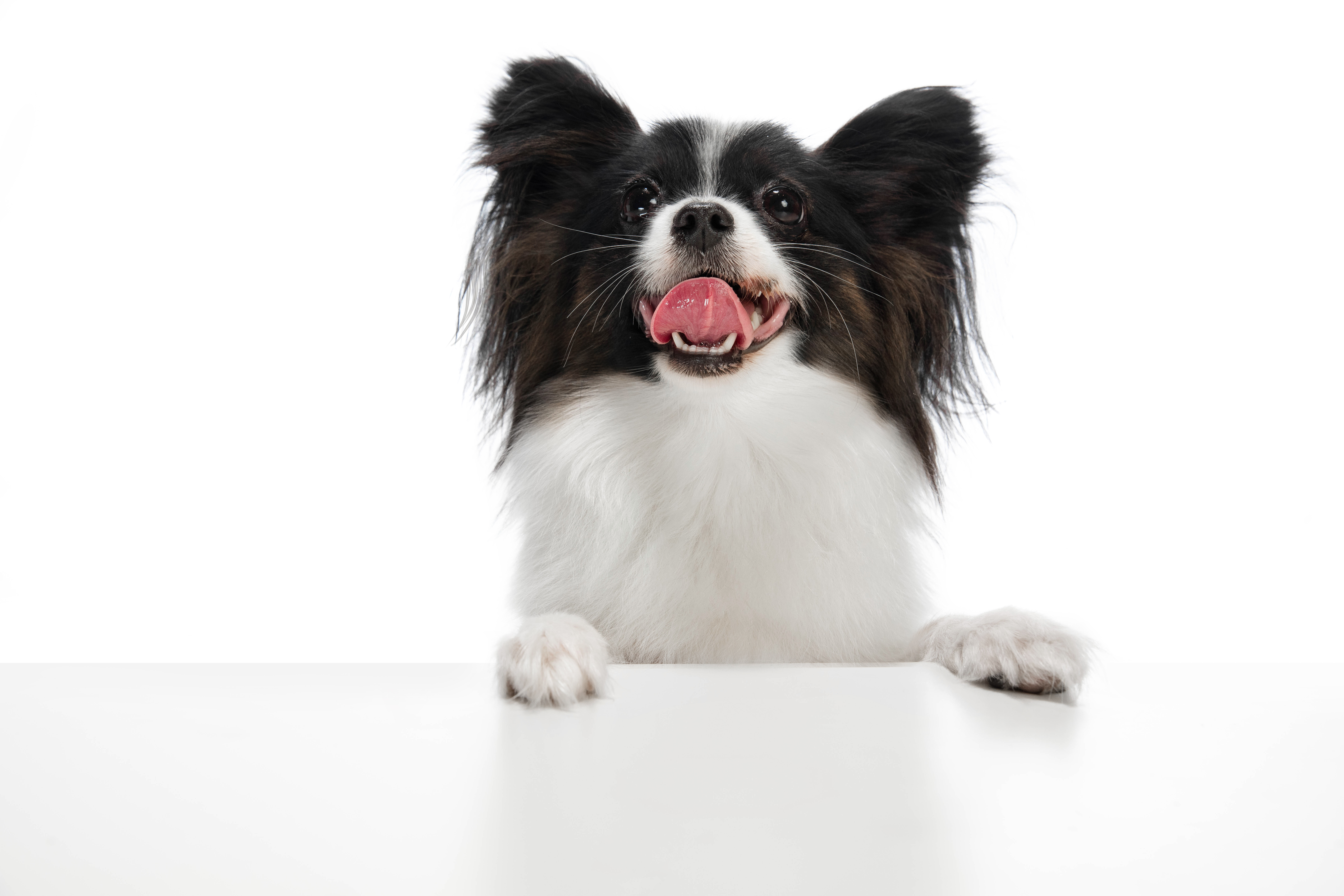 Importancia de la limpieza dental en mascotas